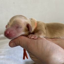 Boston - Cream Dachshund puppy in Waynesville, North Carolina from Blue Ridge Doxies