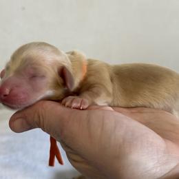 Boston - Cream Dachshund puppy in Waynesville, North Carolina from Blue Ridge Doxies