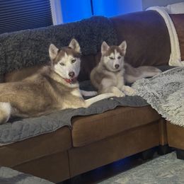 Siberian Husky Puppies from Young Orchard Siberians