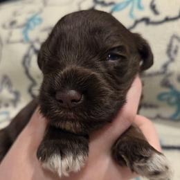 Magnolia - Liver female Miniature Schnauzer puppy in Graham, Washington from Olivia's Miniature Schnauzer's