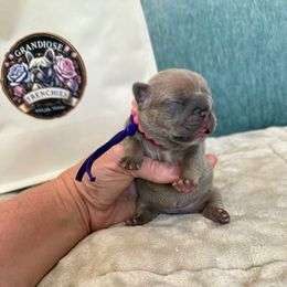 Barbie - Blue fawn female French Bulldog puppy in Willis, Texas from Grandiose Frenchies