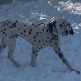 Theseus - Dalmatian