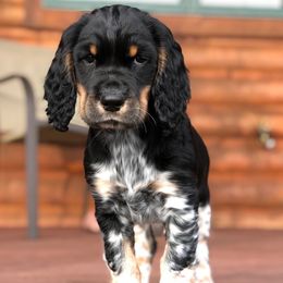 English Springer Spaniels from Eden Springer Spaniels
