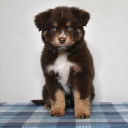 Virtuoso - Red tri-color male Miniature American Shepherd puppy in Gainesville, Florida from MarvelMAS Miniature American Shepherds
