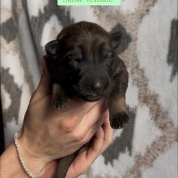 Stuffing - Sable female German Shepherd puppy in New Cambria, Missouri from Des Hausraben Shepherds