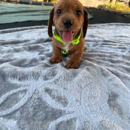 Mr Green - Red male Dachshund puppy in Gracemont, Oklahoma from Frank's Mini Doxies