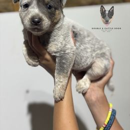 Phillip - Blue male Australian Cattle Dog puppy in Timpson, Texas from Double S Kennel