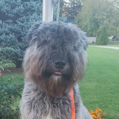 Bouvier des Flandres All Grown Up from Blue Sky Bouviers