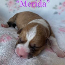 Pembroke Welsh Corgi Puppies from Cahas Corgis