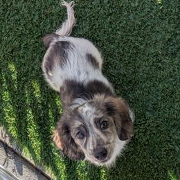 Larry - Piebald male Dachshund puppy in Central Point, Oregon from MRS Long Dog Ranch