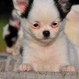 Chihuahua Puppies from Happy Little Chihuahuas