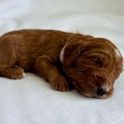 May - Red female Irish Doodle puppy in Pottstown, Pennsylvania from Willow-Be Doodles