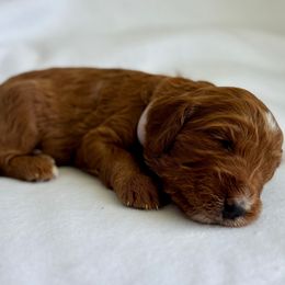 May - Red female Irish Doodle puppy in Pottstown, Pennsylvania from Willow-Be Doodles