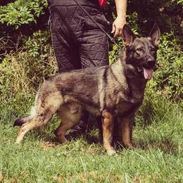 Atlas - German Shepherd