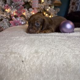 Nevada - Chocolate and tan female Dachshund puppy in Richwood, West Virginia from Wild and Wonderful Wieners