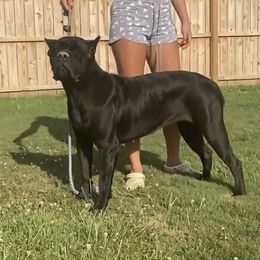 Odessa - Cane Corso