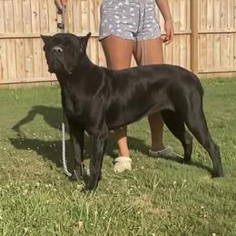 Odessa - Cane Corso