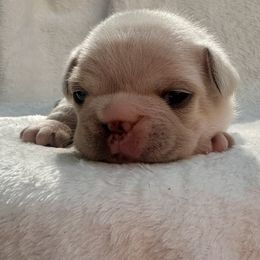 French Bulldog Puppies from Hope Mountain French Bulldogs