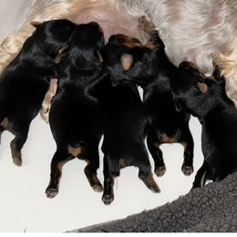 Yorkshire Terrier puppies from Little Champions