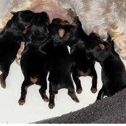 Yorkshire Terrier puppies from Little Champions