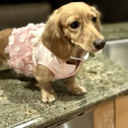 Kalia - Dachshund
