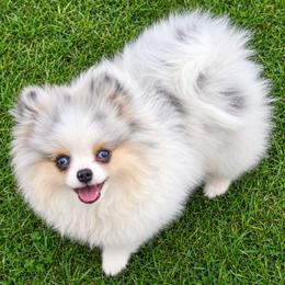 Daphne Pearl - Pomeranian