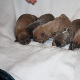 Girl 5 - Blue fawn female American Pit Bull Terrier puppy in Lakewood, Washington from IGY6 Kennels