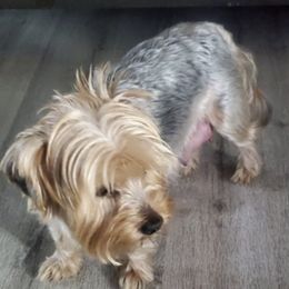 Companion Crosses and Yorkshire Terriers from Jenny's Yorkies