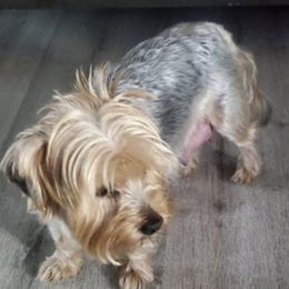 Companion Crosses and Yorkshire Terriers from Jenny's Yorkies