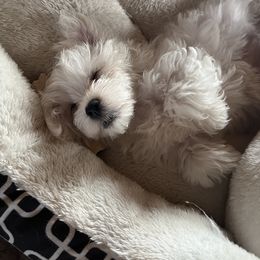 Tut - White male Maltese puppy in Spring Mills, Pennsylvania from AddaSiDanes