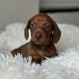 Chocolate based - Red male Dachshund puppy in Crystal, Michigan from Mare-Bella Smoothcoat Edition