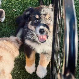 Ashe - Black tri-color female Australian Shepherd puppy in Tucson, Arizona from TTTNT Aussies