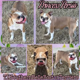 Persia - Boston Terrier
