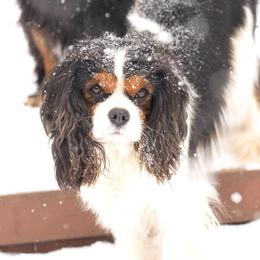 Kitty - Cavalier King Charles Spaniel