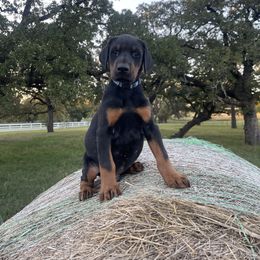 Ranger - Black and rust male Doberman Pinscher puppy in Boyd, Texas from Team Feem Breeders