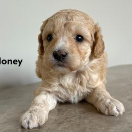 Honey - Apricot female Goldendoodle puppy in Petoskey, Michigan from Petoskey Goldendoodles