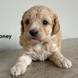 Honey - Apricot female Goldendoodle puppy in Petoskey, Michigan from Petoskey Goldendoodles