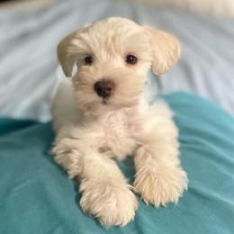Marcus - Wheaten male Miniature Schnauzer puppy in Interlachen, Florida from Pam's Schnauzers