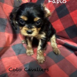 Fabio - Black and tan male Cavalier King Charles Spaniel puppy in Leonard, Michigan from CoLo Cavaliers