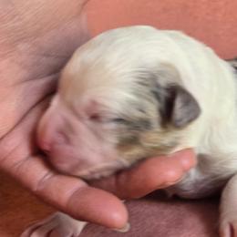 Snow - Blue merle female Australian Shepherd puppy in Kingman, Arizona from Long Mt Aussies