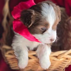 Girl 2 - Brown female Corgipoo puppy in Junction, Utah from Sugar Doodles