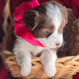 Girl 2 - Brown female Corgipoo puppy in Junction, Utah from Sugar Doodles