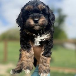 Fergus - Black and tan male Cavapoo puppy in Fayette County, Ohio from Happy Tails