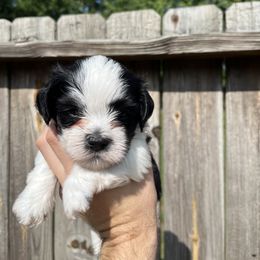Havanese Puppies from Beota Havanese