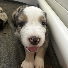 Australian Shepherd Puppies from Hamilton Farms