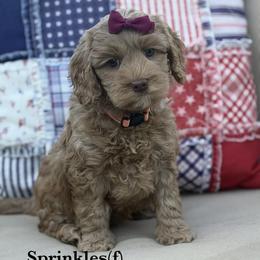 Sprinkles - Caramel female Australian Labradoodle puppy in Citrus Heights, California from Elite Blend Labradoodles