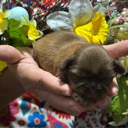 CKC Girl 3 - Liver female Shih Tzu puppy in Houston, Texas from Paws n Claws