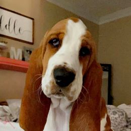 Basset Hounds from Baskets of Bassets