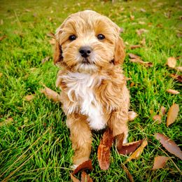 Key Lime - Red  female Goldendoodle puppy in Bountiful, Utah from Red Brick Doodles