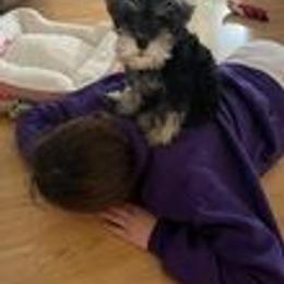 Miniature Schnauzer Puppies from Pups With Potential
